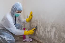 Best Mold Damage Restoration in Galax, VA